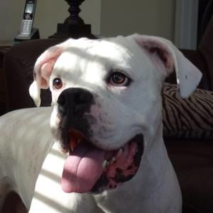 Meet your Posher, Dawn